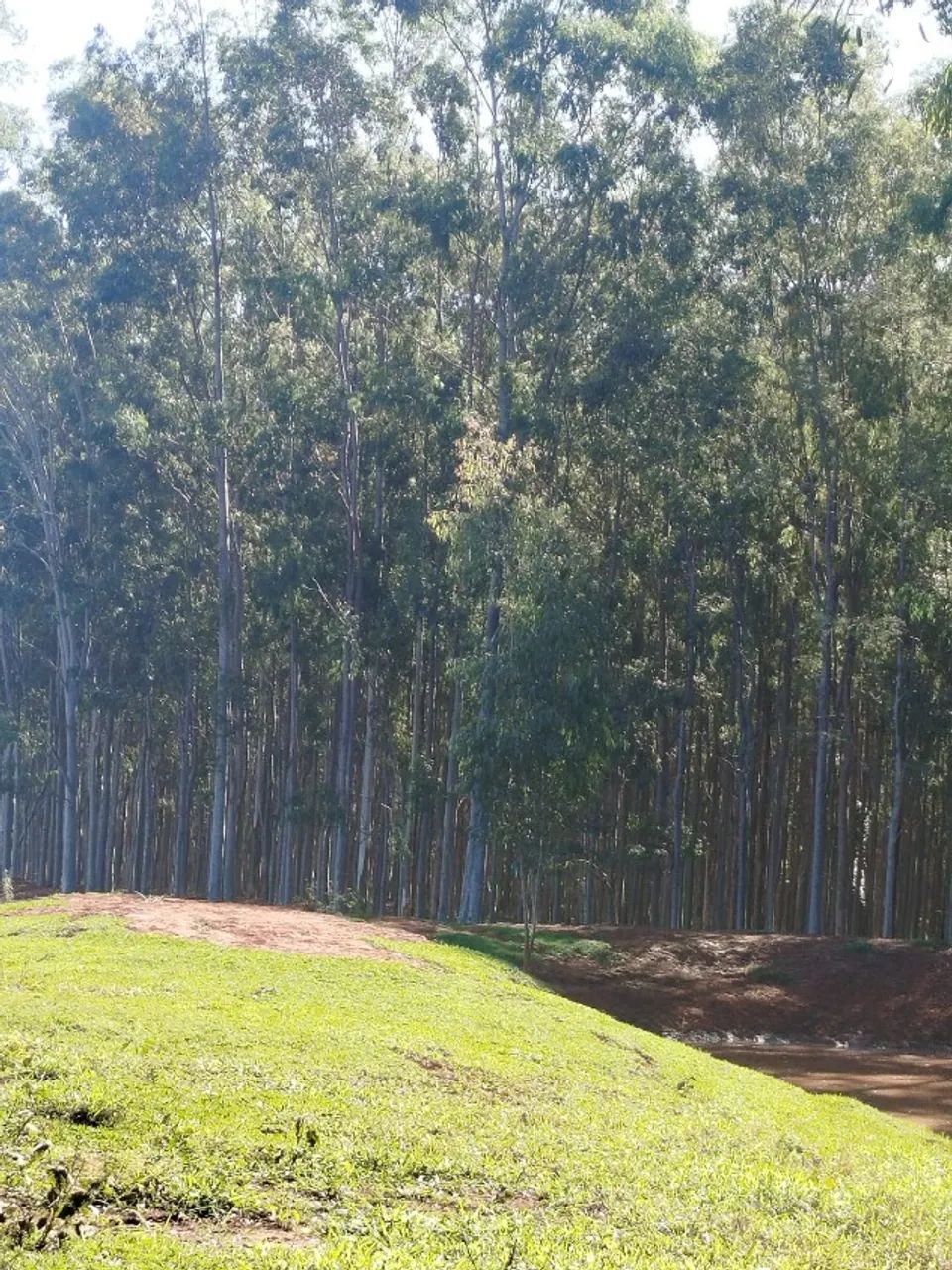 Floresta eucalipto Bataguassu-MS  - Foto 4