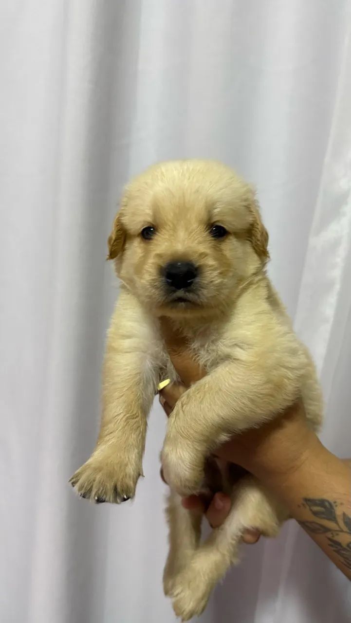Golden Retriever  - Foto 2