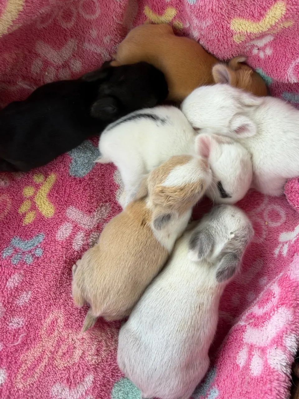 coelhos anao  - Foto 3