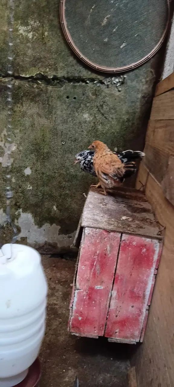 Garnize Novos. - Foto 3