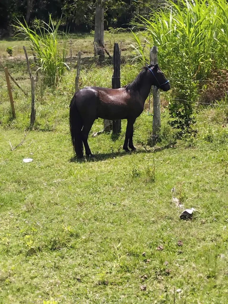 Pônei macho  - Foto 2