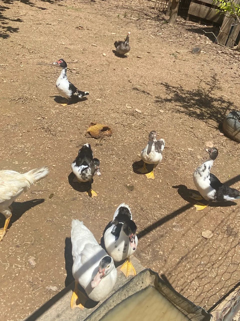 Patos - Foto 2