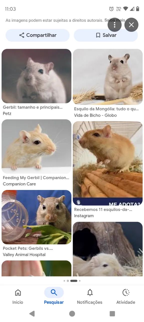 3 gerbils por 100