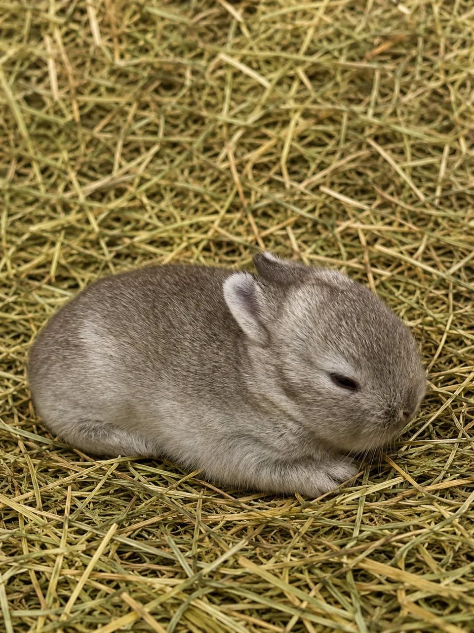 Mini Coelhos Netherland Dwarf  - Foto 2