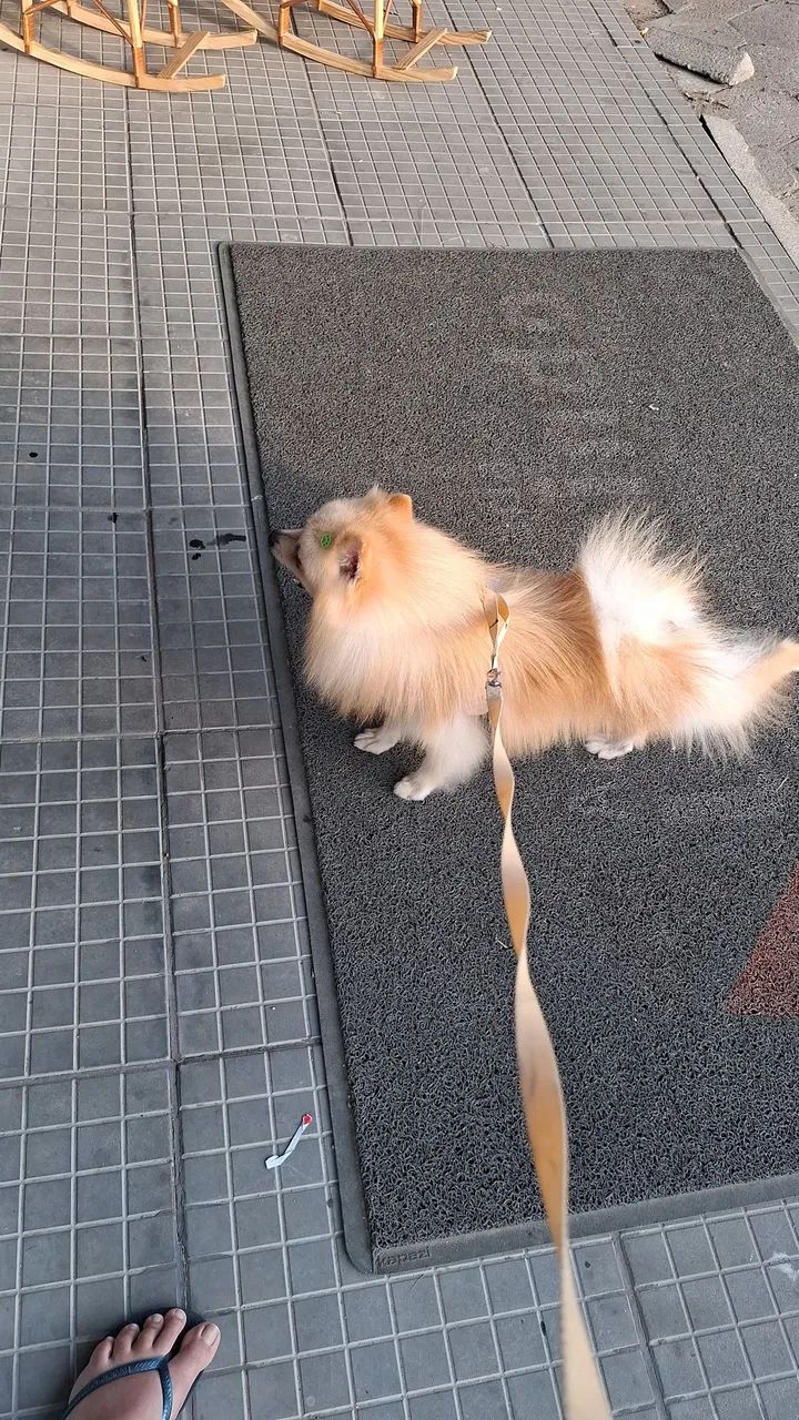 Vendo lulu da pomerania  otimo padreador 