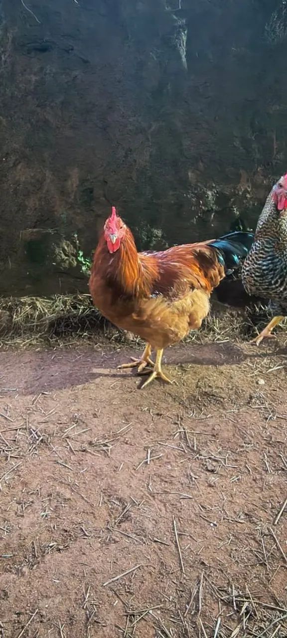 Vendo Frango caipira  - Foto 5