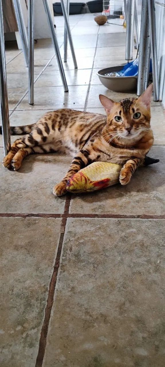 Gato Bengal  - Foto 3