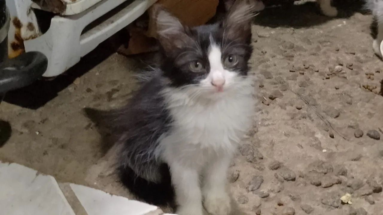 Gato