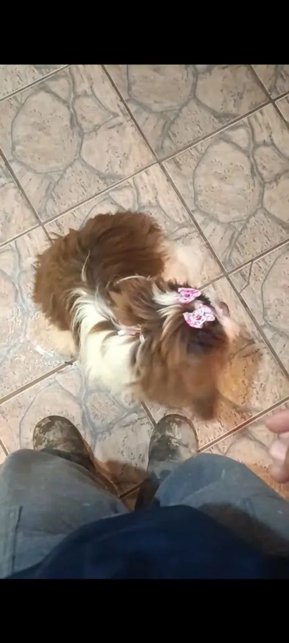 Cachorro shitzu - Foto 4