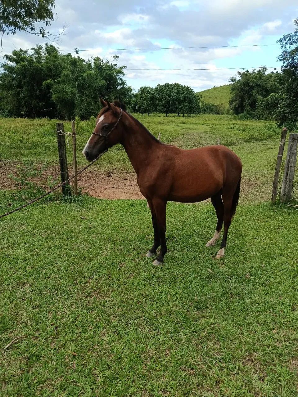 Potro macha picada  - Foto 4