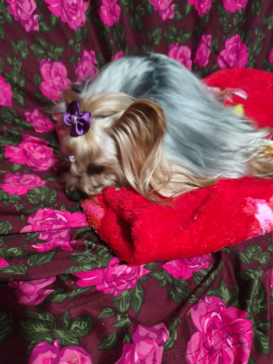 Cachorra - Foto 5