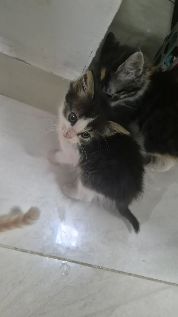 Gatos - Foto 5