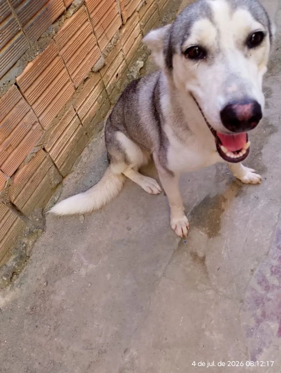 Cachorra docio não e braba  - Foto 4