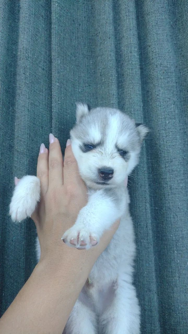 Filhotes de husky siberiano  - Foto 3