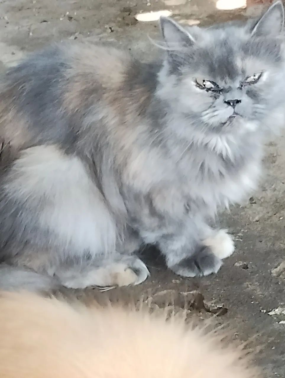 2 Gato persa original por 1200 - Foto 2