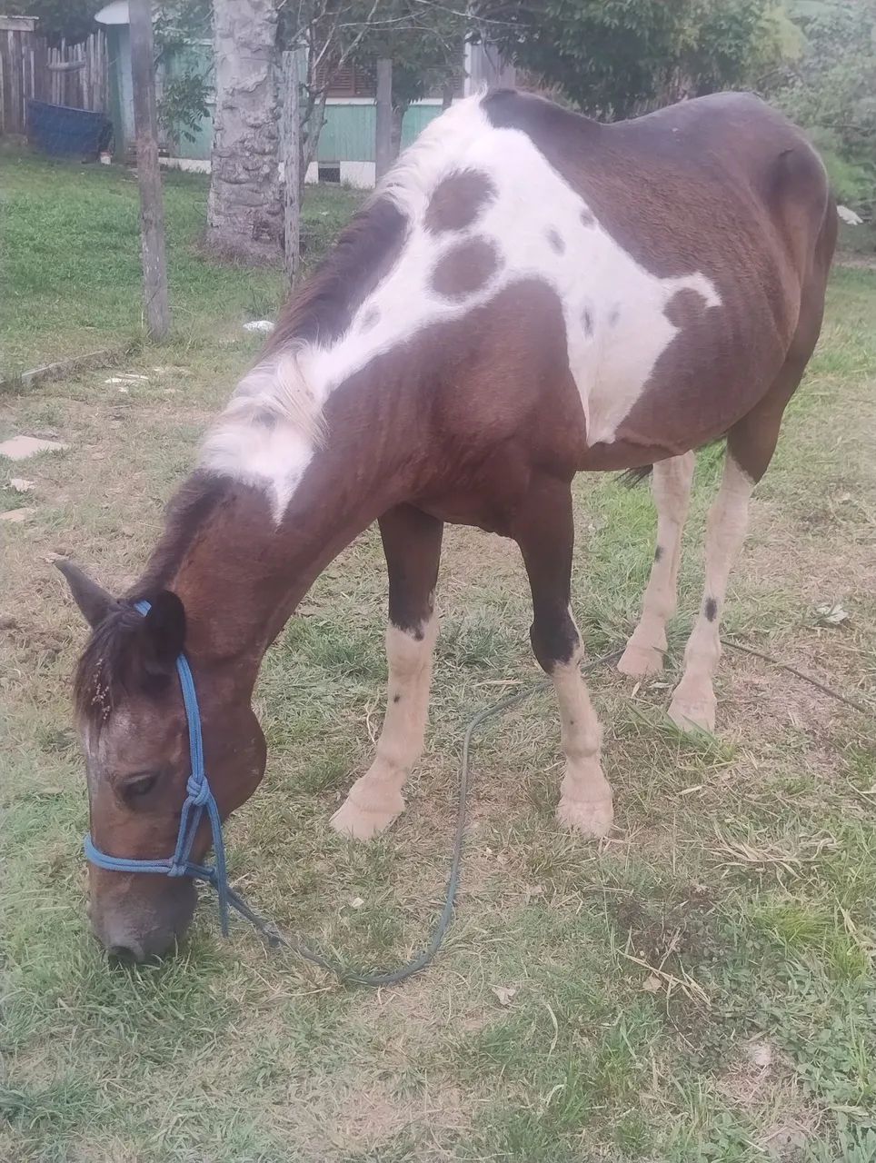 Cavalo ( manso) - Foto 3
