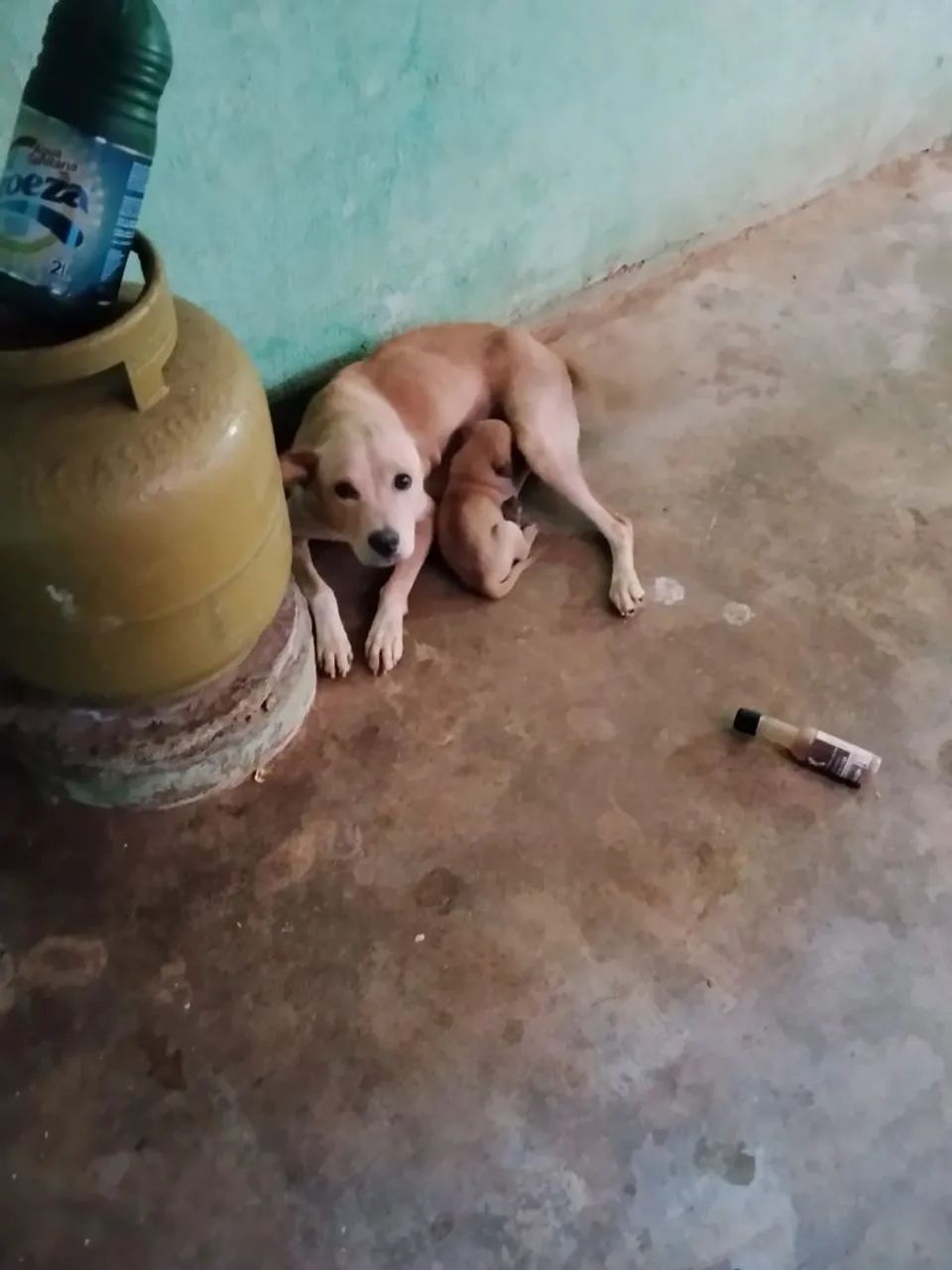 Cachorro  - Foto 4