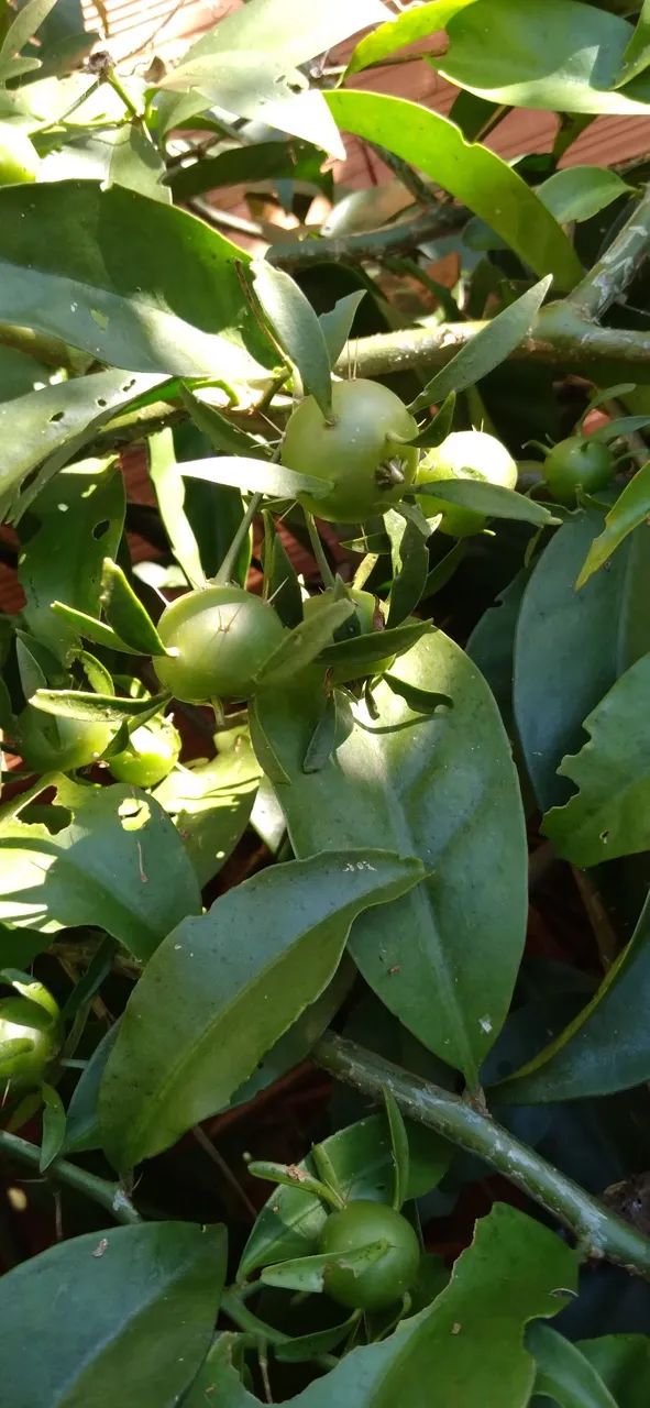 Frutos de Ora-pro-nóbis - Foto 4