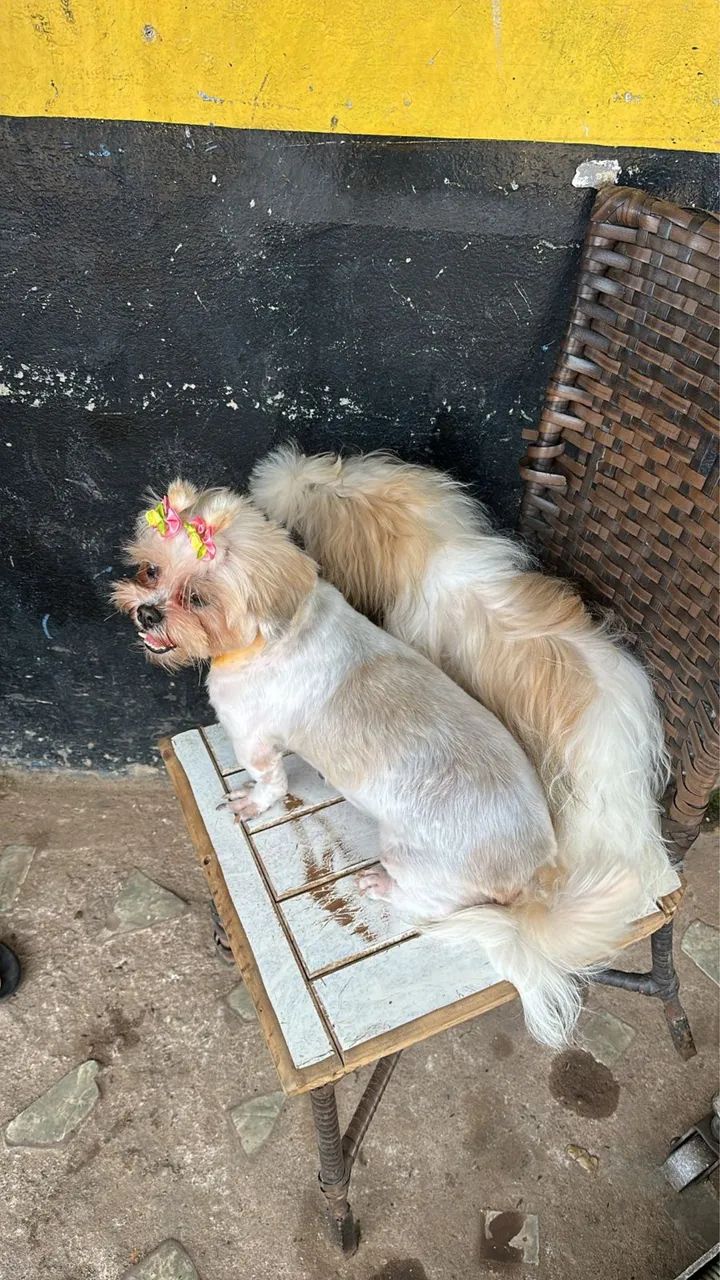 Vende Shitzu 