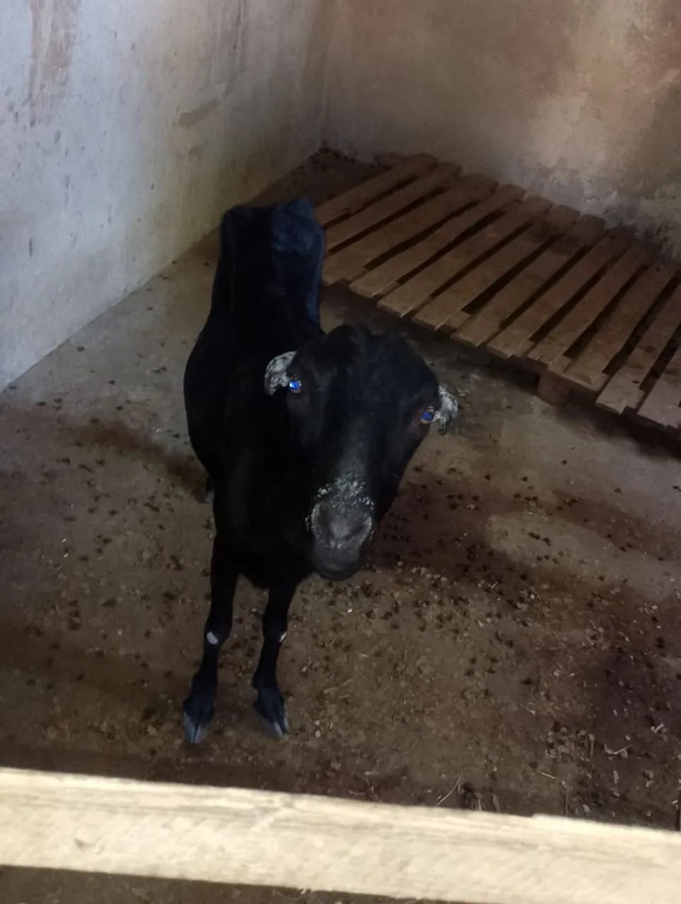 Cabras e bodes