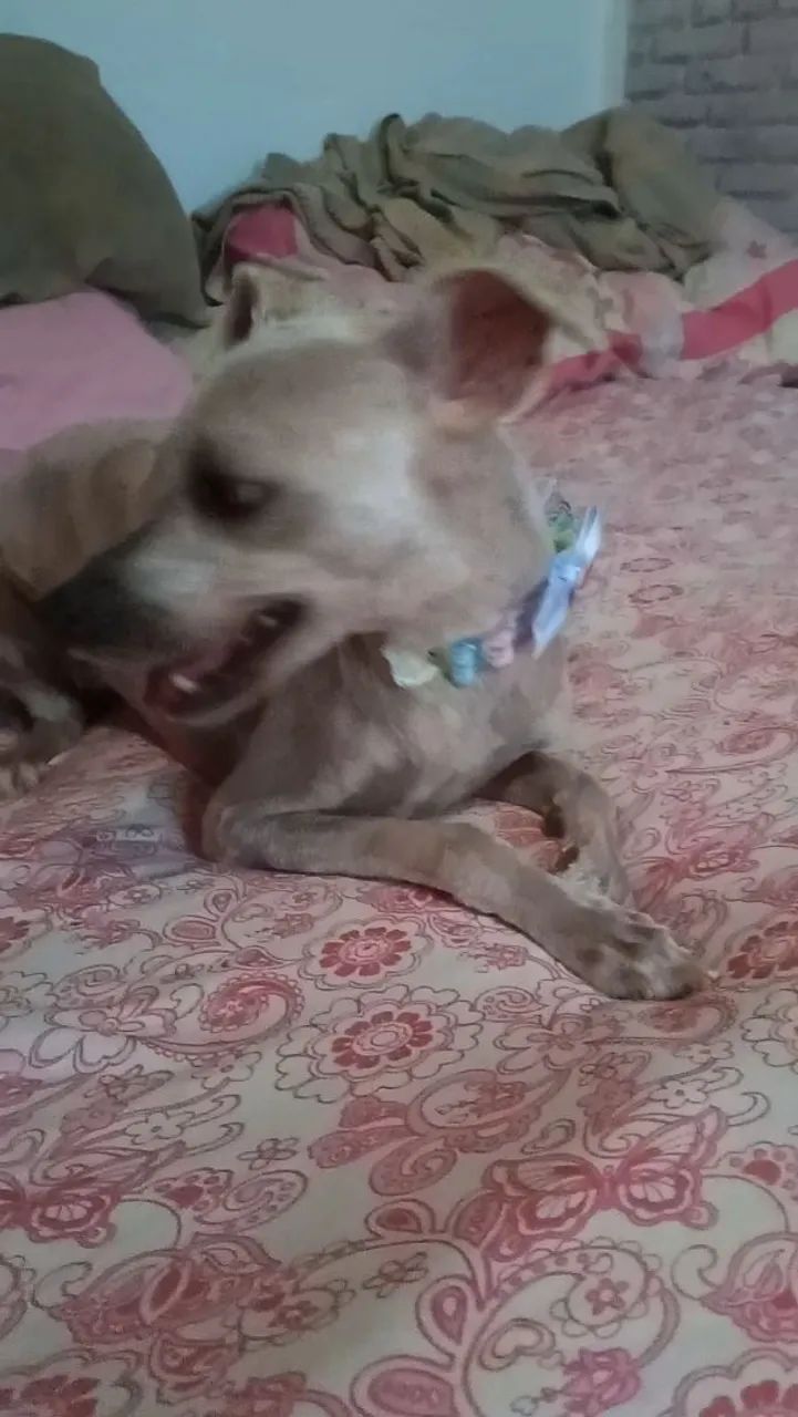 Cachorrinha poodle  - Foto 5