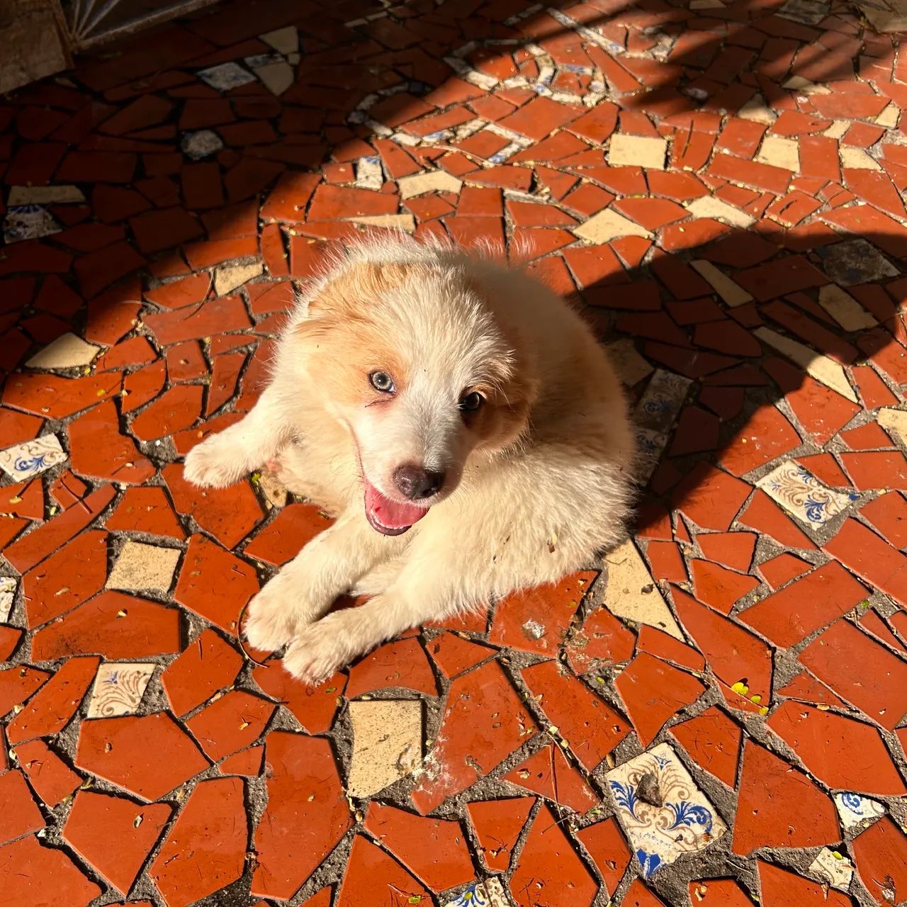 Filhote de Border collie (vermelho australiano) - Foto 6