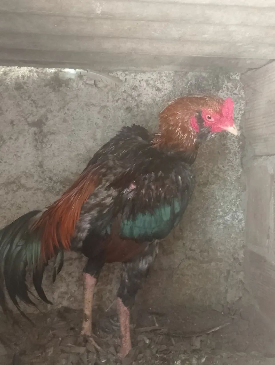 Galos - Foto 4