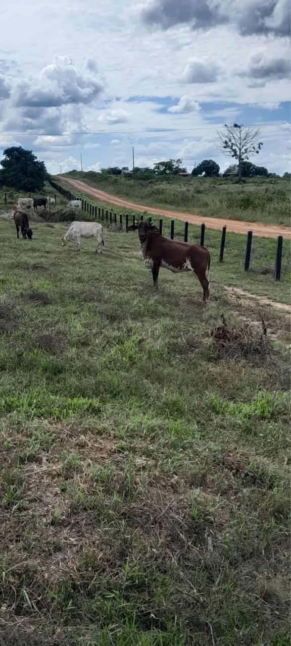 Vende-se Fazenda ? - Foto 3