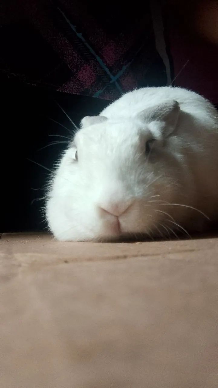 Coelho  - Foto 2