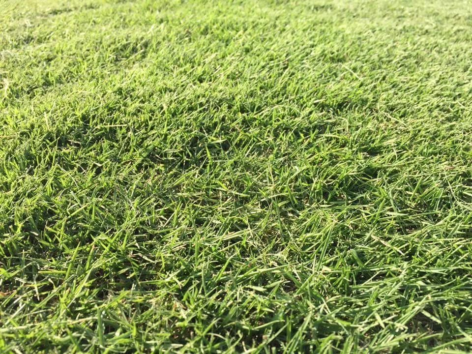 GRAMA BATATAIS, SÃO CARLOS, ZEON. - Foto 6
