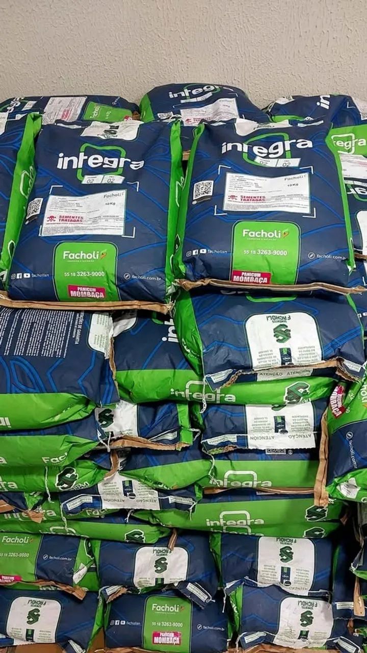 Semente de capim Mombaça 10kg revestida Facholli (Nova)