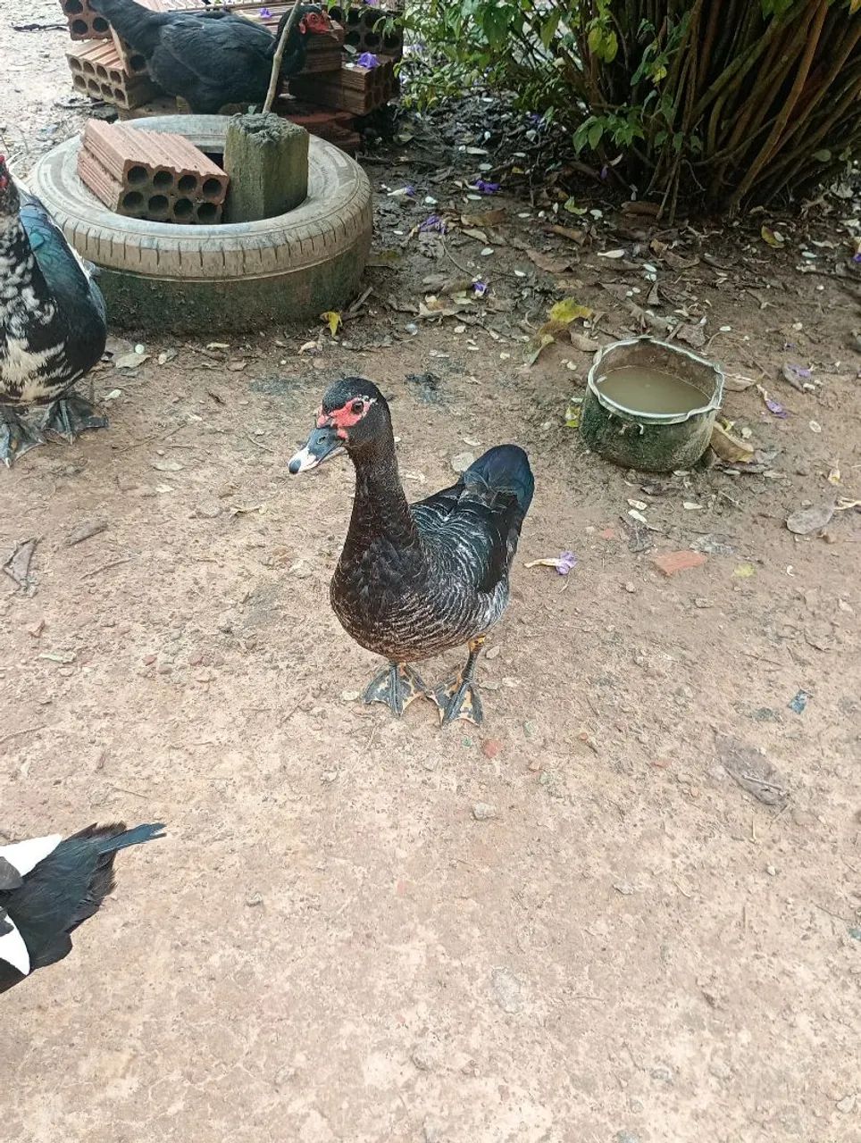 Patas  - Foto 2