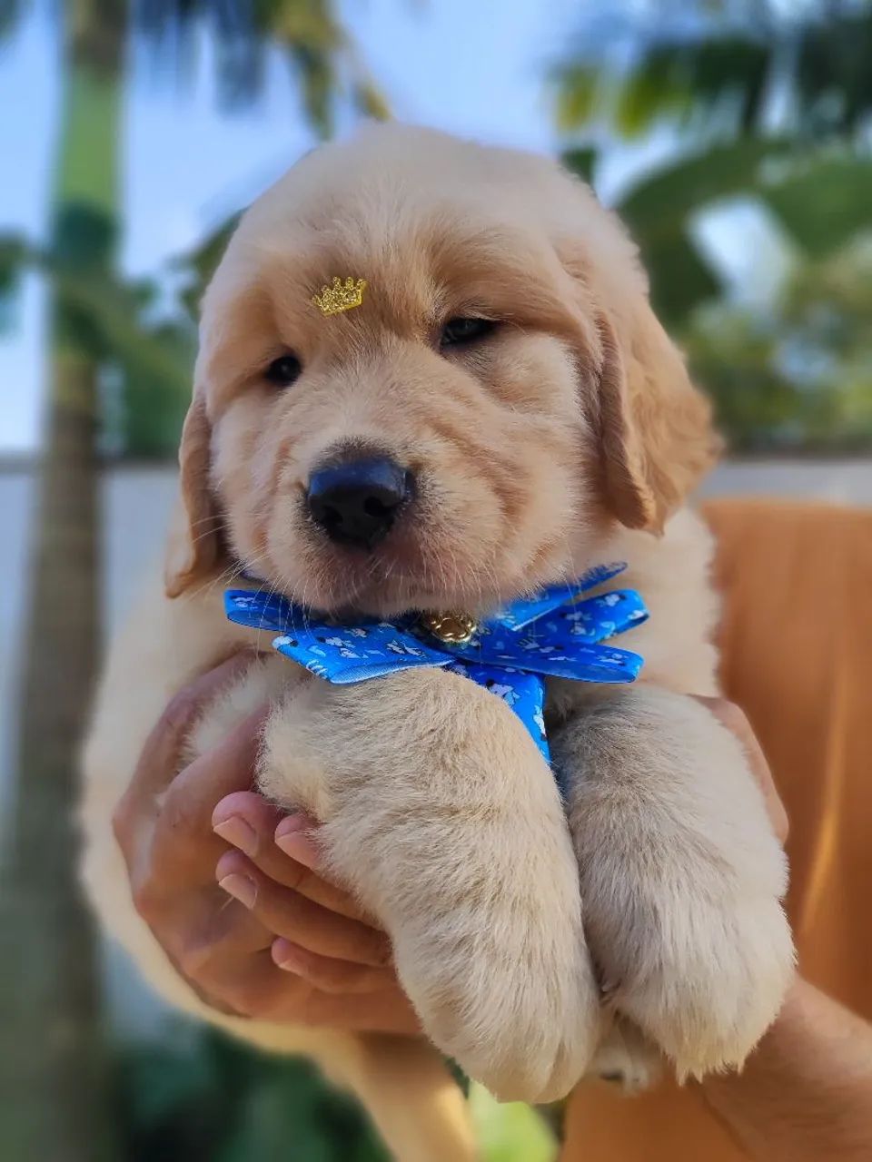 Filhotes Golden Retriever  - Foto 2