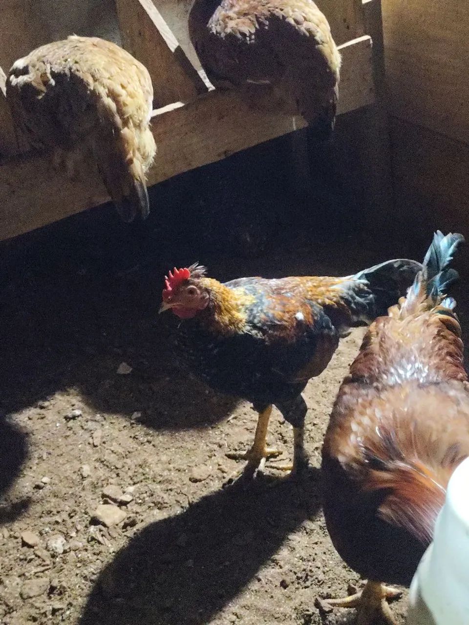 Frangos e Galinhas  - Foto 2