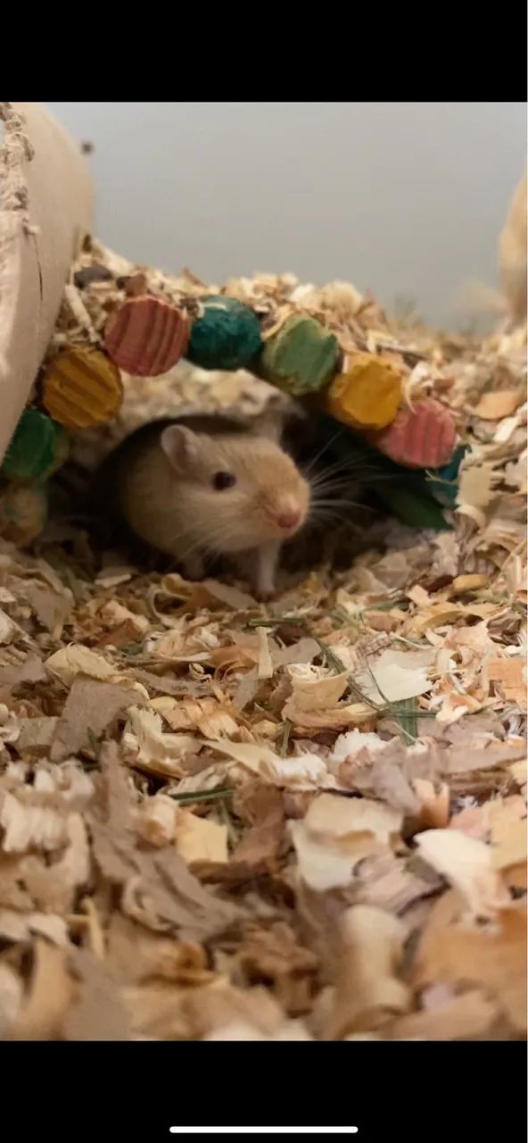 Filhotes de Gerbil ( Esquilo da Mongólia )  - Foto 5