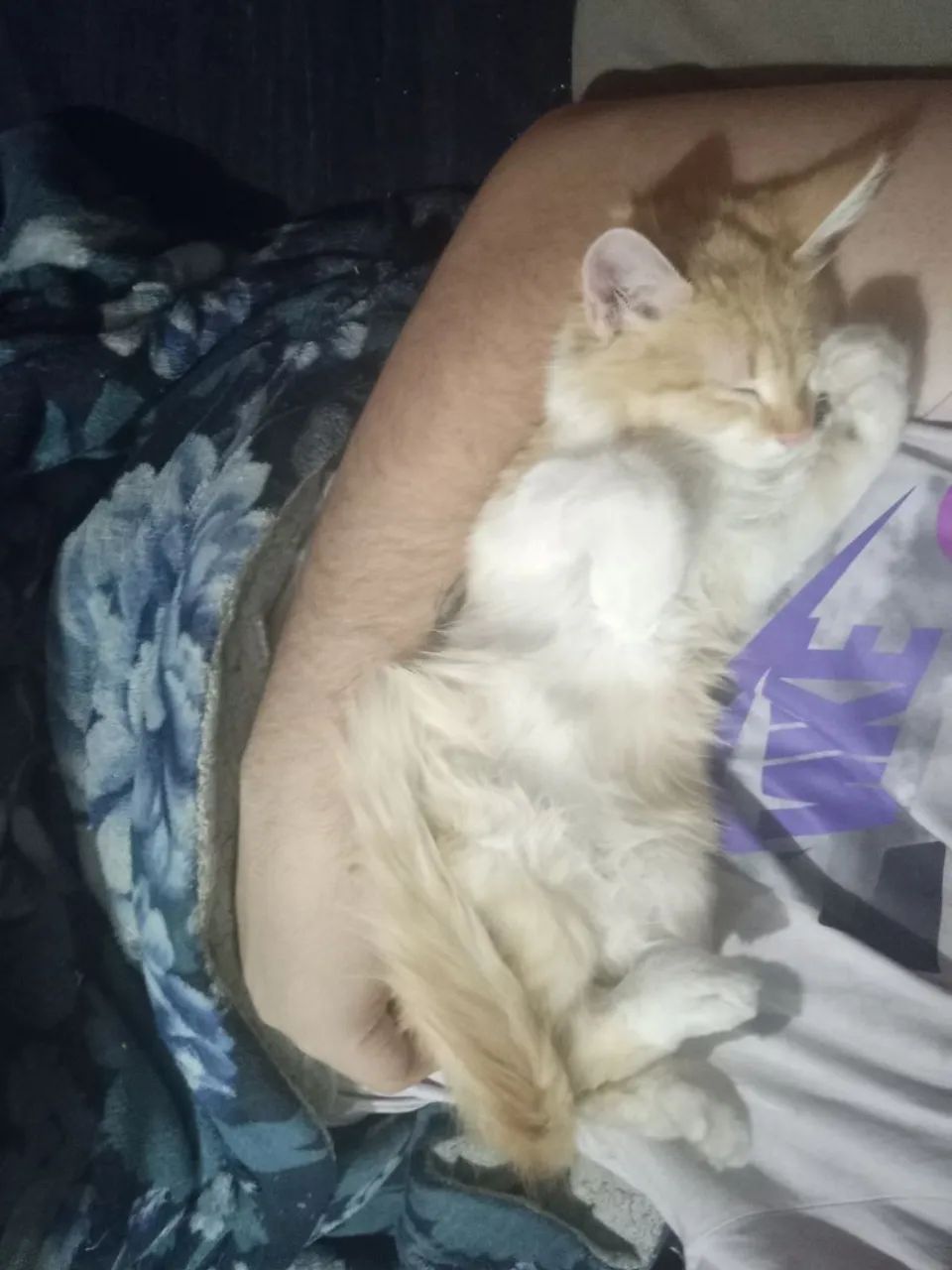 Doação gatinha - Foto 3