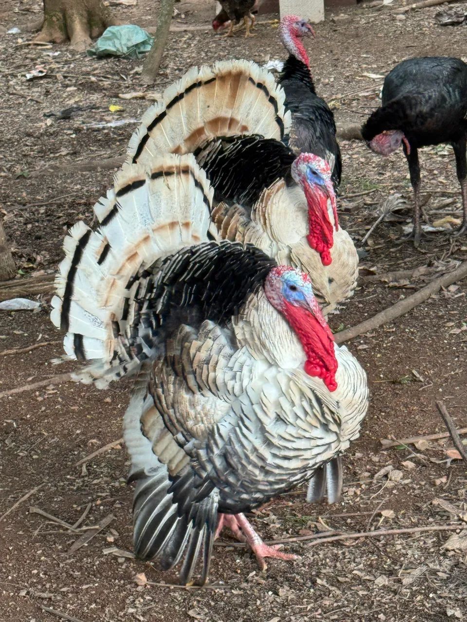 Peru macho 
