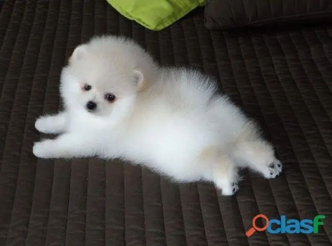 Filhotes de Spitz Alemão | Um amigo inseparável