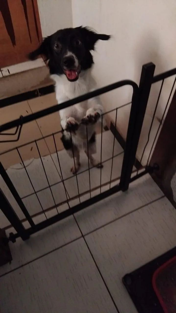 Doação de uma cachorrinha  - Foto 2
