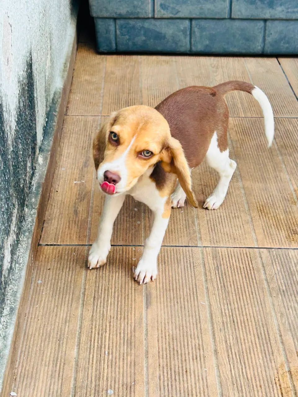 ÚLTIMA MINI BEAGLE 13P - Foto 5