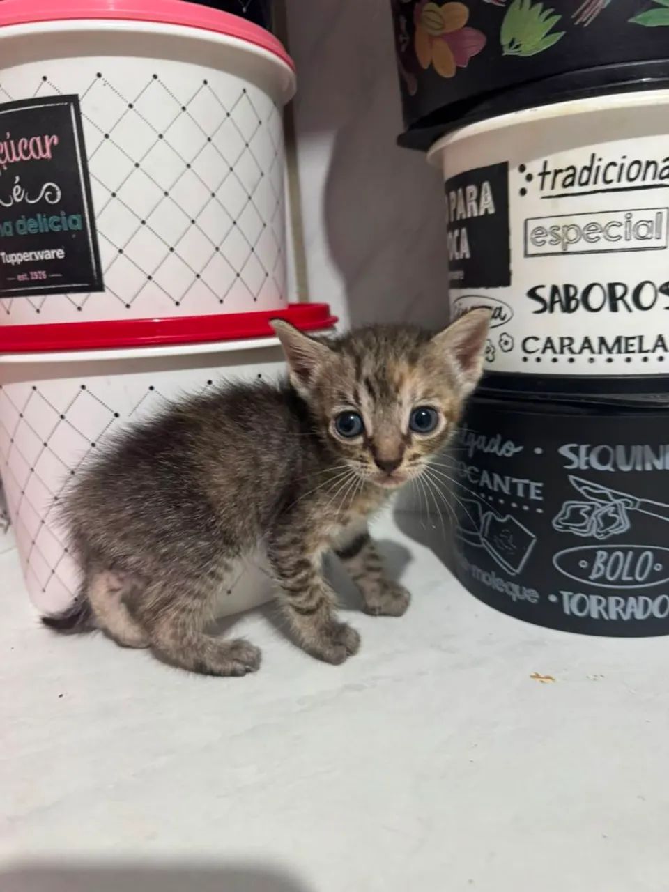 GATINHOS PARA ADOÇÃO  - Foto 3