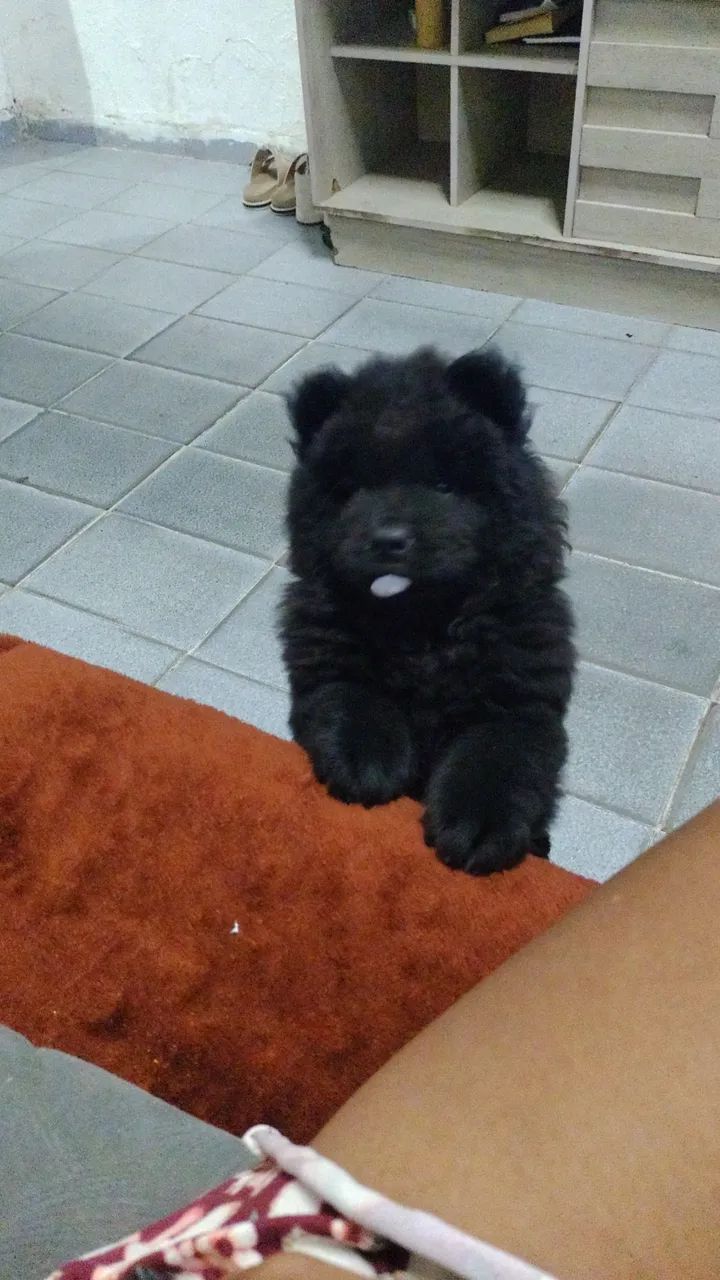 Vendo filhote