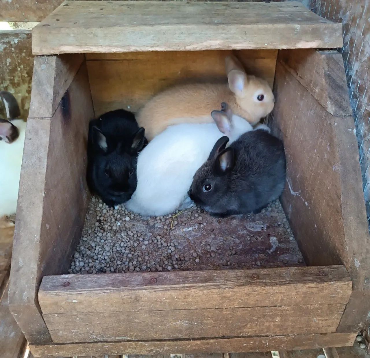 Netherland Dwarf Rabbit Kits65675282292097125