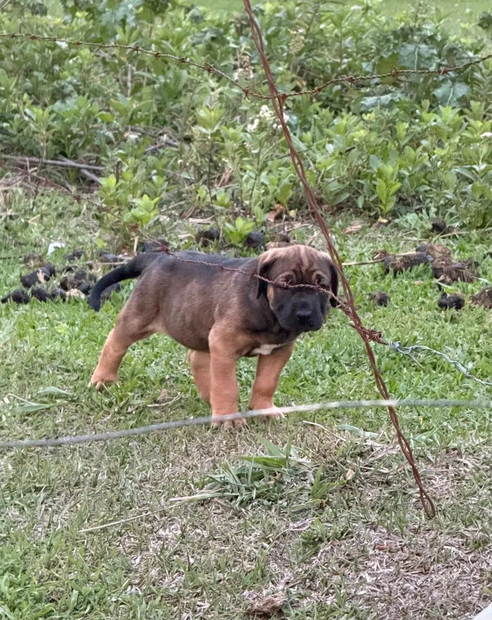 Filhotes Cane Corso - Foto 4