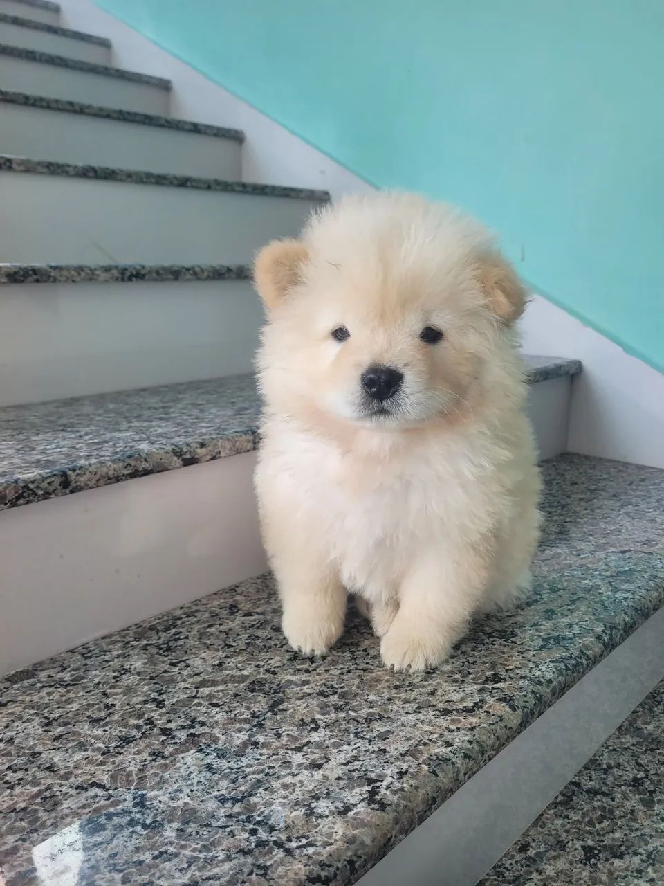 Filhotes de chow chow - Foto 4