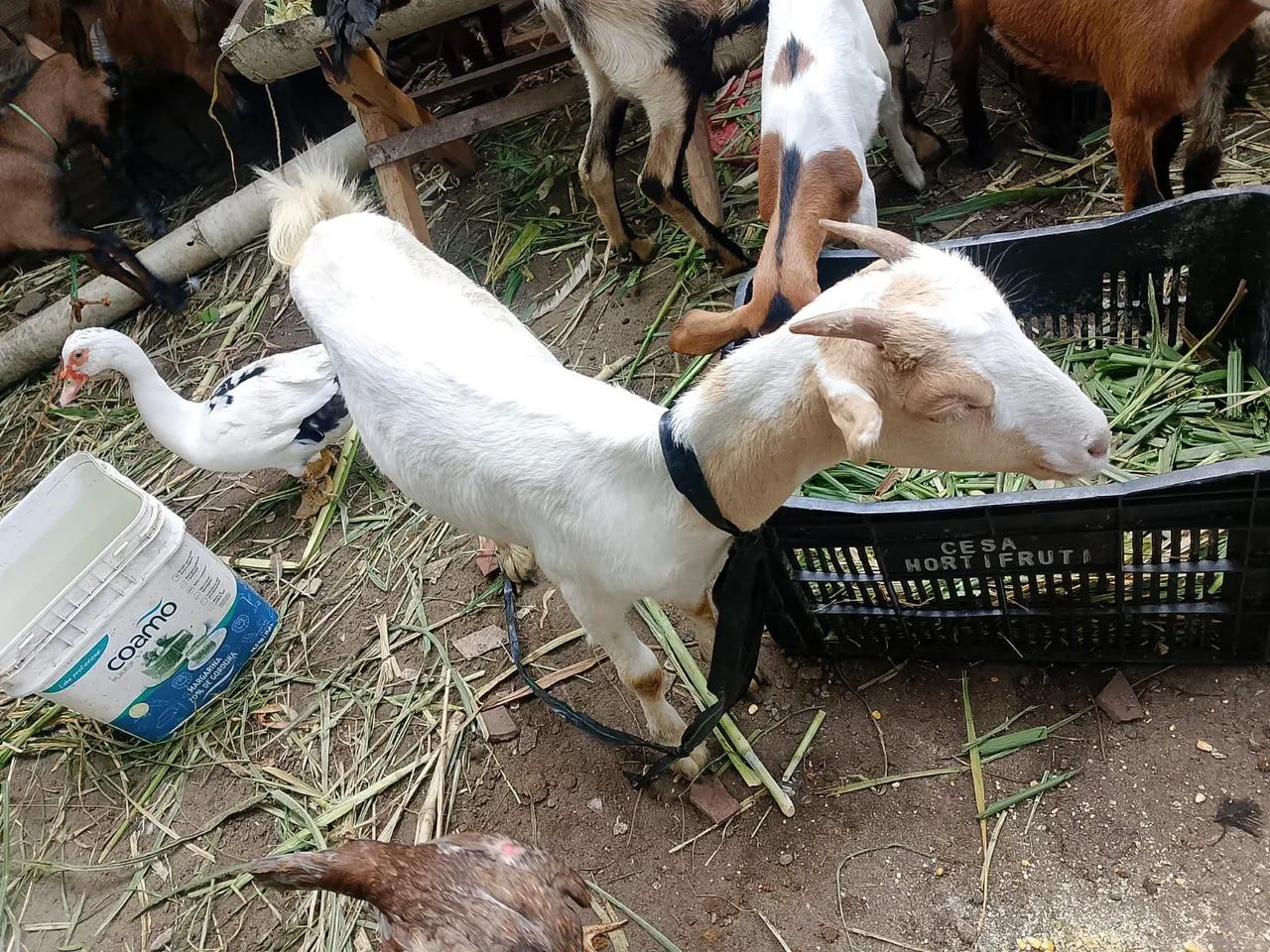Duas marran de cabra boer - Foto 2