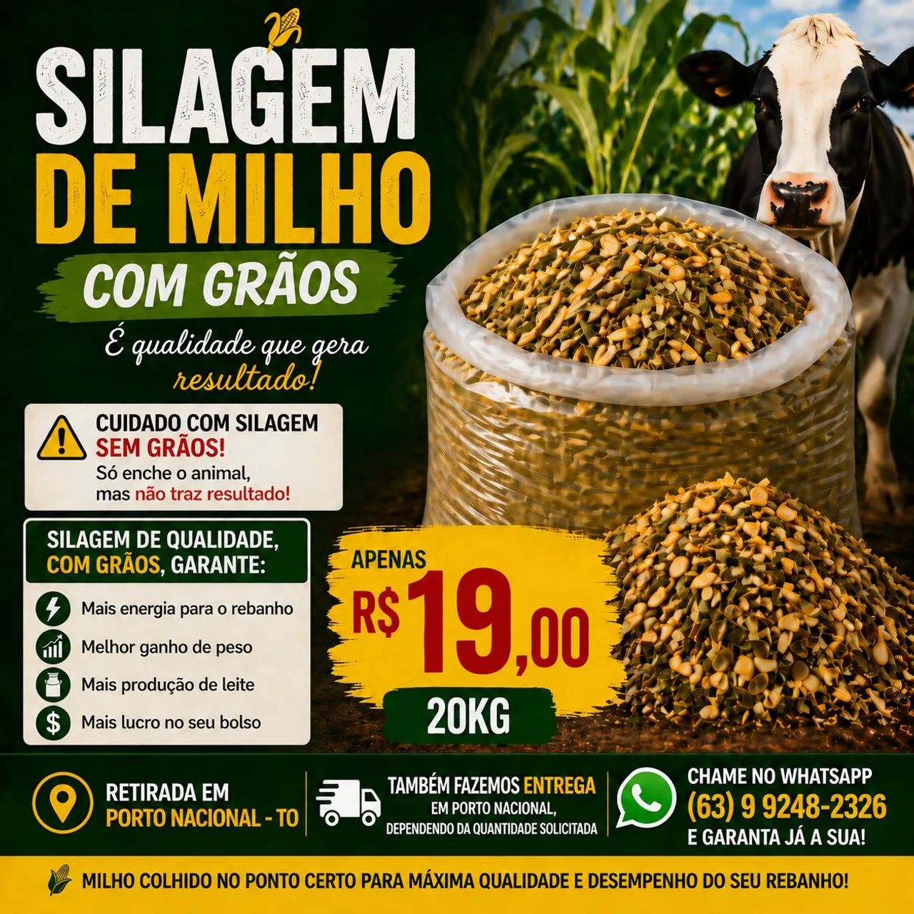 Silagem de Milho com grãos - Foto 2
