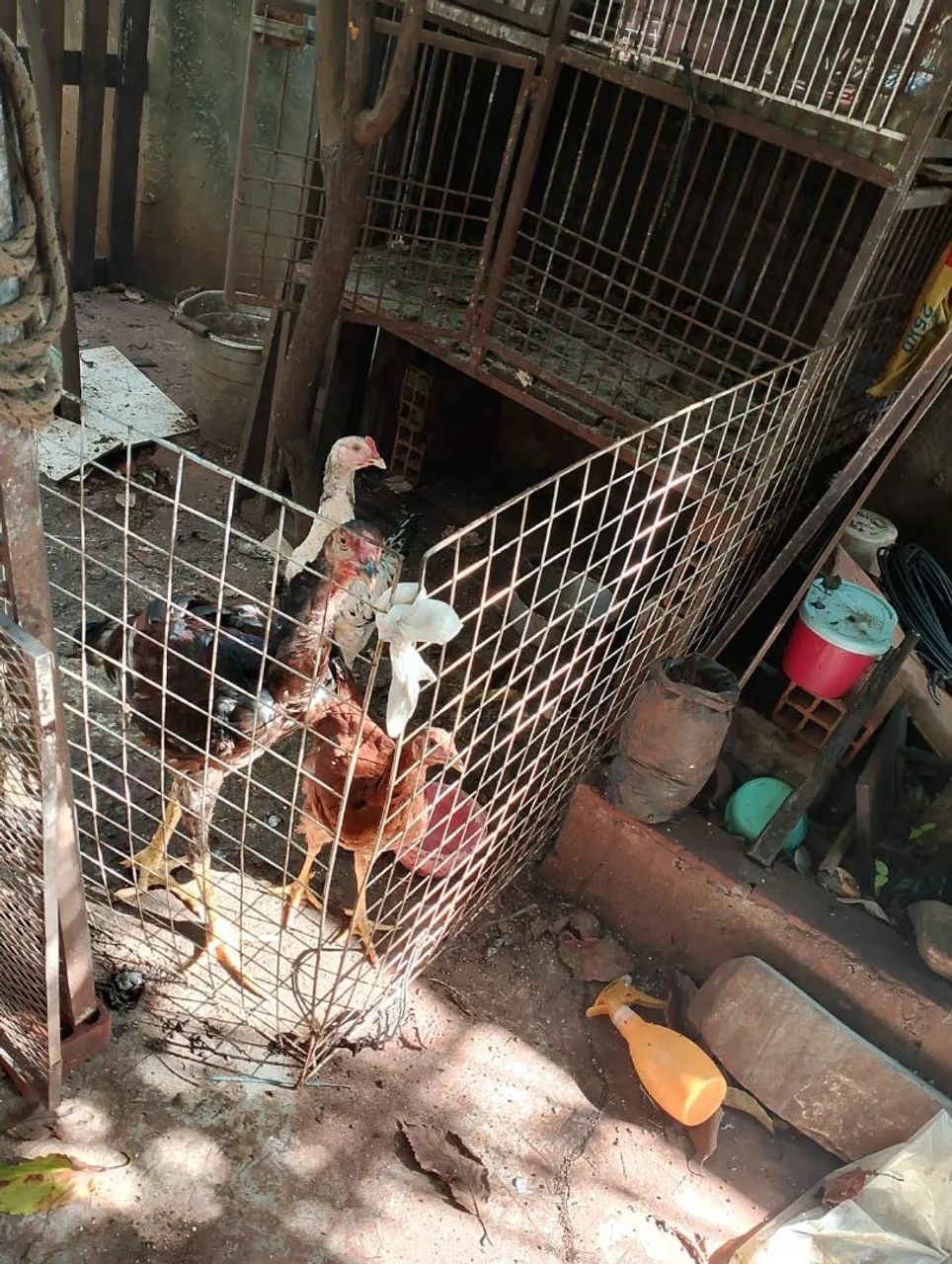 Galinha caipira de raça galo - Foto 2