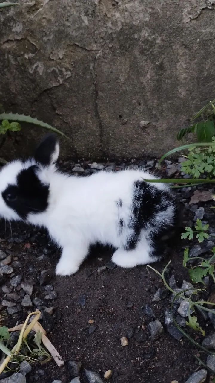 Filhote de mini Lion  - Foto 2