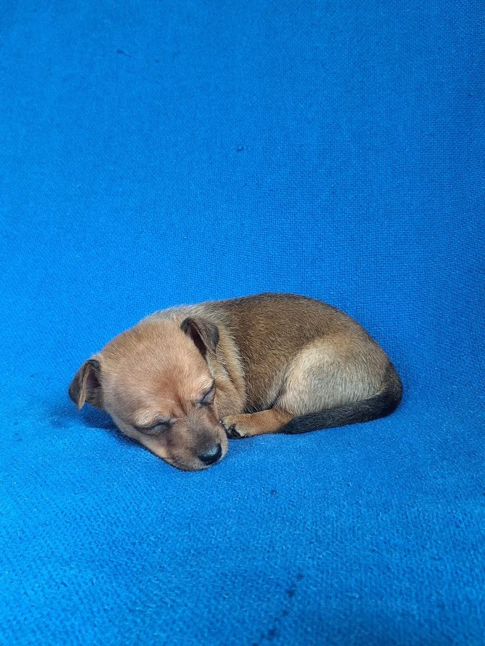 Vendo pinscher macho - Foto 4